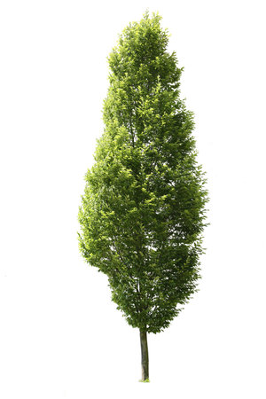 Cutout tree, green leaved tree isolated on white background. Deciduous speciesの写真素材