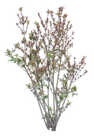 Daphne shrub isolated on white background, deciduous plant cutout.の写真素材