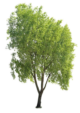 Common ash, cutout tree with white background.の写真素材