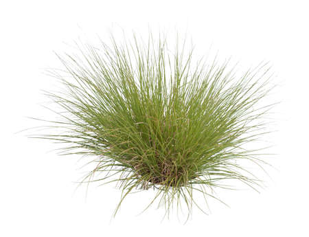 Tuft of grass cutout, Fountain grass, a species of sandburs, isolated on white background.の写真素材
