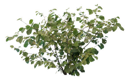 Common hazel bush isolated on white background.の写真素材