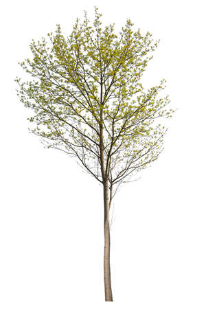Cut-out acer tree isolated on white background.の写真素材