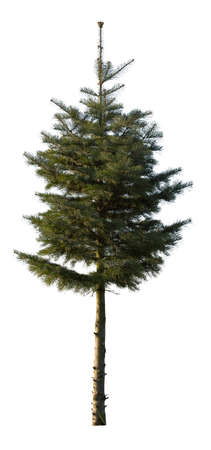 Isolated pine tree on white background.の写真素材