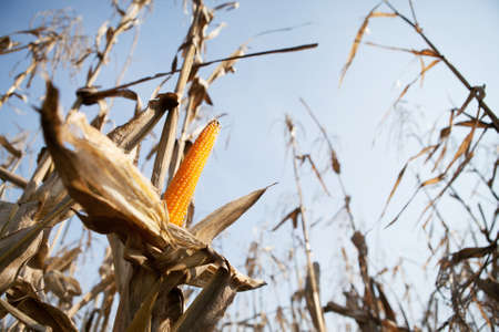 cornfield