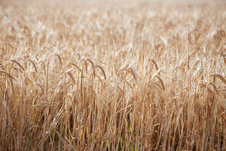 wheat wall