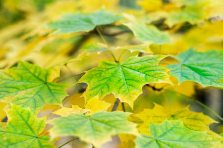 colored leafの写真素材