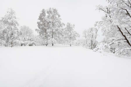 forestの写真素材
