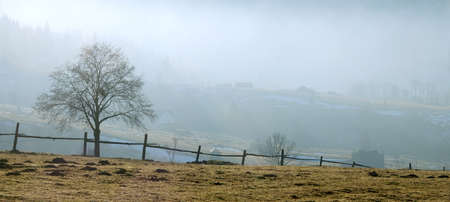 Winter treeの写真素材