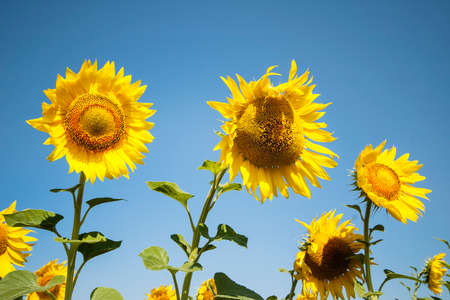 Sunflowersの写真素材