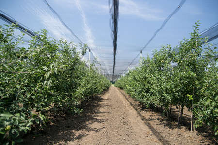 greenhouseの写真素材