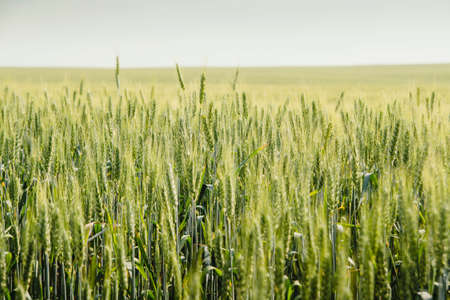 field