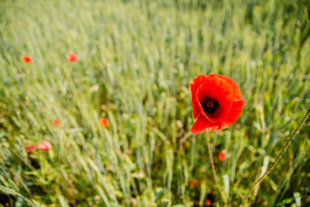 poppyの写真素材