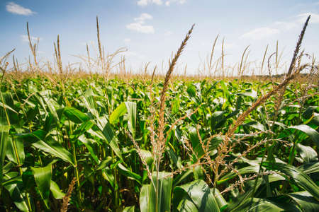 Corn