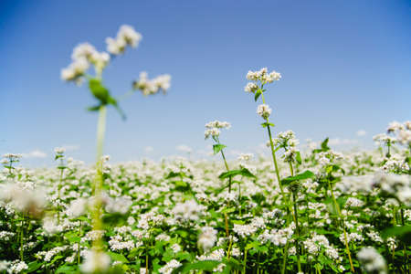 buckwheat