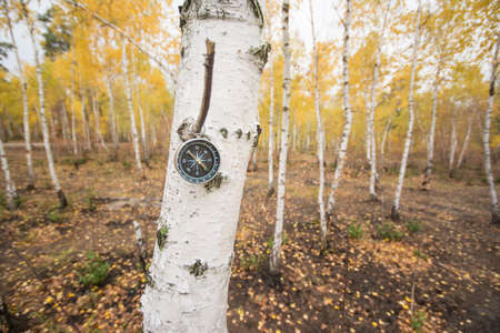 Compassの写真素材