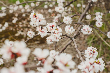 flowering treeの写真素材
