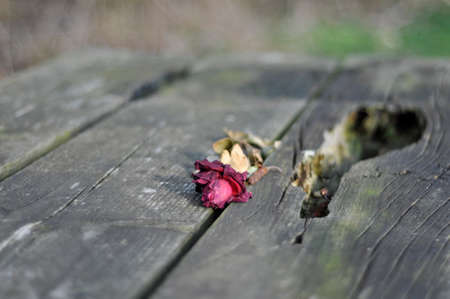 Death of a flowerの写真素材