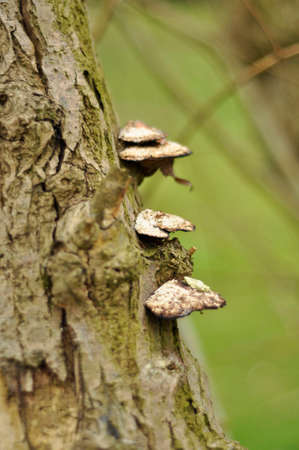 Tree Fungus