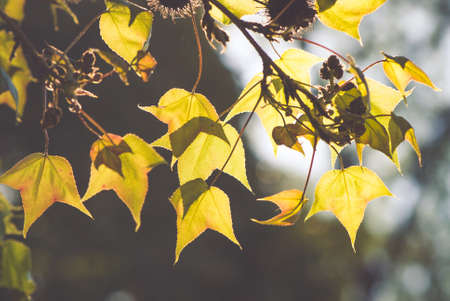 maple treeの写真素材