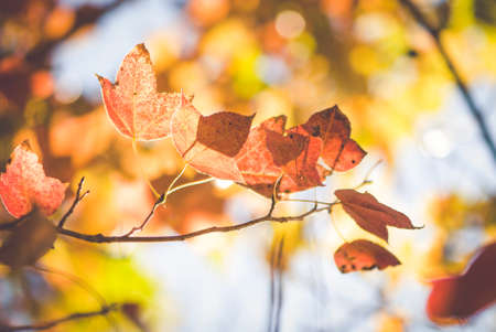 maple tree Thailandの写真素材