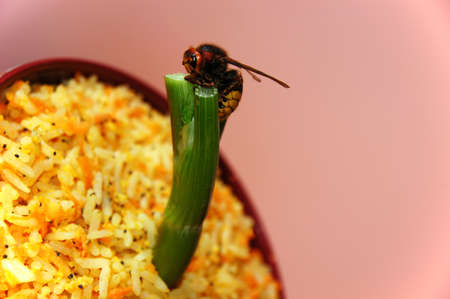 Asian food with waspの写真素材