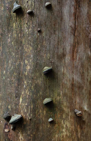 mushrooms parasites on a trunk of a dry tree