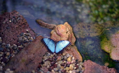 butterfly on a stone at a pond