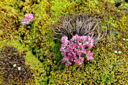 Images of various types of mosses and lichens