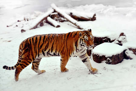 Siberian tiger walking in the snowの写真素材
