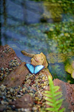 A butterfly of the genus