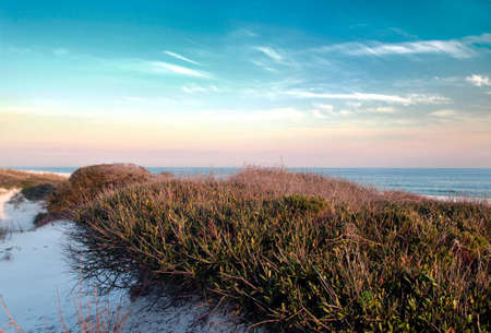 A sunset landscape of the Gulf of Mexico from atop dunes covered with wind-sculpted scrub oak bushesの写真素材
