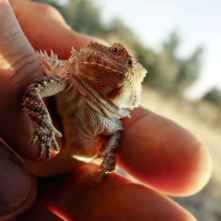 A baby horned toad in a man's hand showing scale. Also known as horn toad and horny toad, it is actually a lizardの写真素材