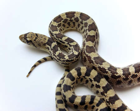 Large gopher snake, also known as bull snake on a white background