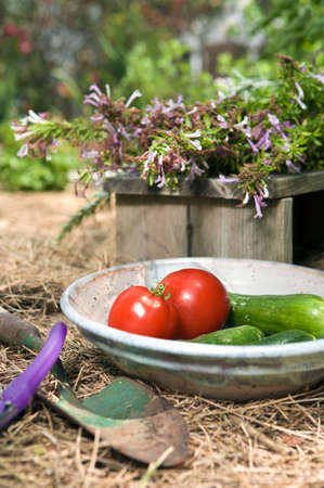 Closeup still life of first red tomatoes and cucumbers of the season in a pretty organic gardenの写真素材