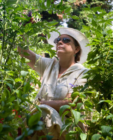 Mature woman tending her summer garden, framed by tomatoe plants and greeneryの写真素材