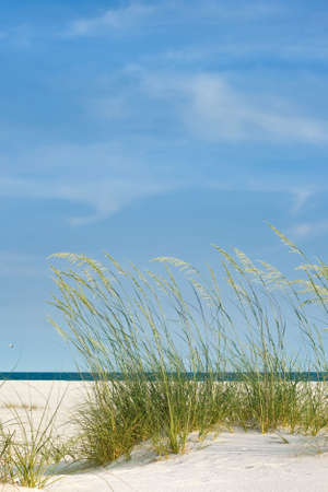 Peaceful scene at the beach with sea oats, white sand and calm seas. Good background shotの写真素材