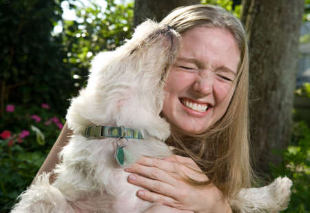 Young woman or teenager laughing and squinting as her West Highland Terrier licks her face.の写真素材