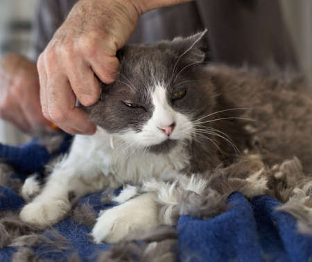 Man giving a Persian cat a haircut. Selective focus on the cat's face.の写真素材