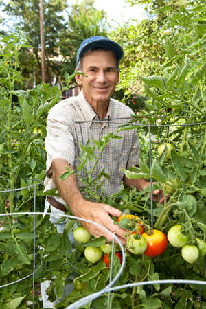 Smiling man picking tomatoes in his garden.の写真素材