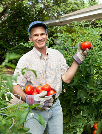 Smiling man picking tomatoes in his garden.の写真素材