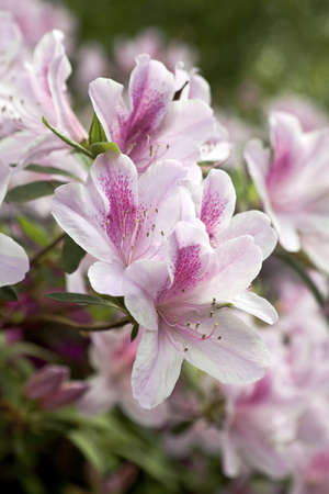 A pretty profusion of pale pink azaleas in full bloom. Good mortice or backgroundの写真素材