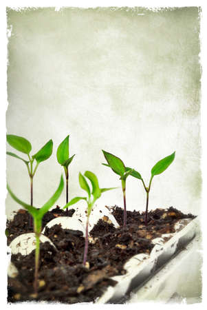 Closeup of tender pepper seedlings started indoors in preparation for planting outdoors in spring...