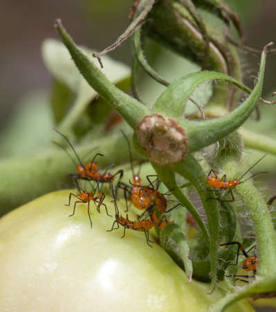 Macro shot of young nymph stink bugs on tomato plant 