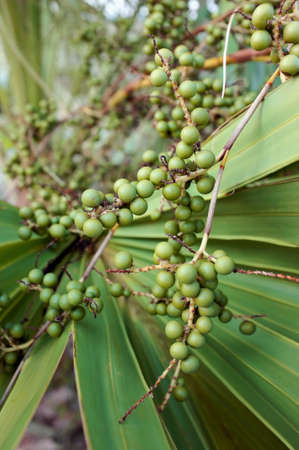 Palmetto Berries or Seeds against Fronds Closeupの写真素材