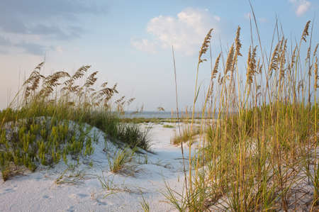 Beach Path in the sand dunes with sea oats, at sunsetの写真素材