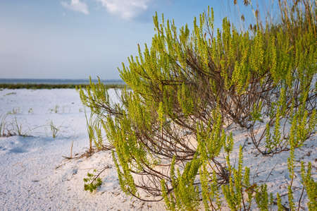 Plants in the Sand Dunes at the Beach at Sunsetの写真素材