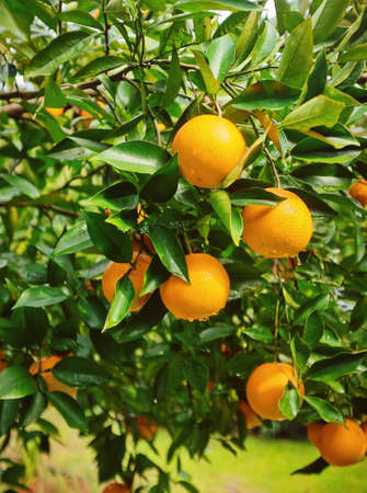 Colorful orange tree loaded with fruit with raindropsの写真素材