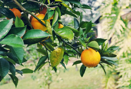 Branches of a Florida orange tree with ripe oranges dotted with dew or raindropsの写真素材