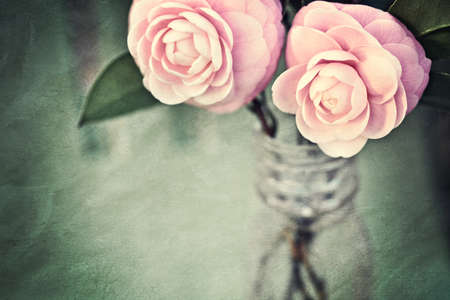 Two Pink Perfection Camellias in an antique medicine bottle. Photo has been creatively textured for painterly, vintage look. Good background for mother's day or something feminine.の写真素材