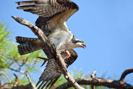 Osprey holding a mackerel fishの写真素材